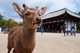 奈良県でホワイトニングにおすすめの歯科クリニック6選